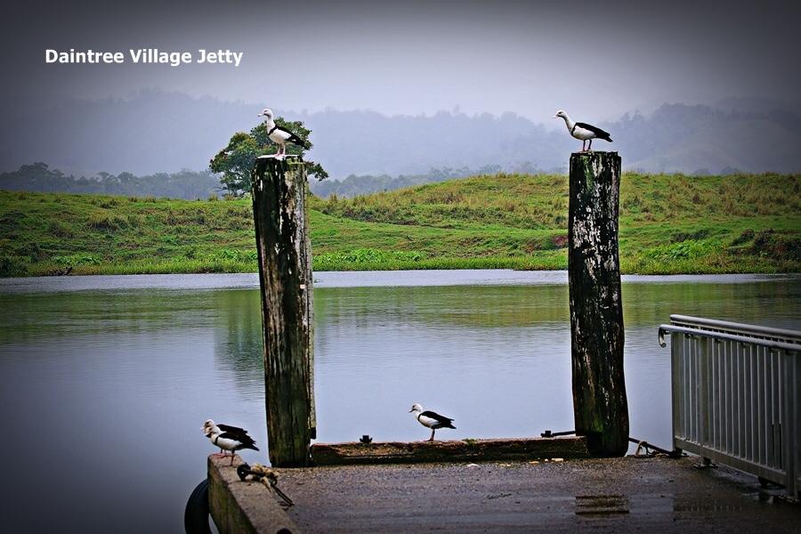 Villa Egrets Rest Daintree Esterno foto
