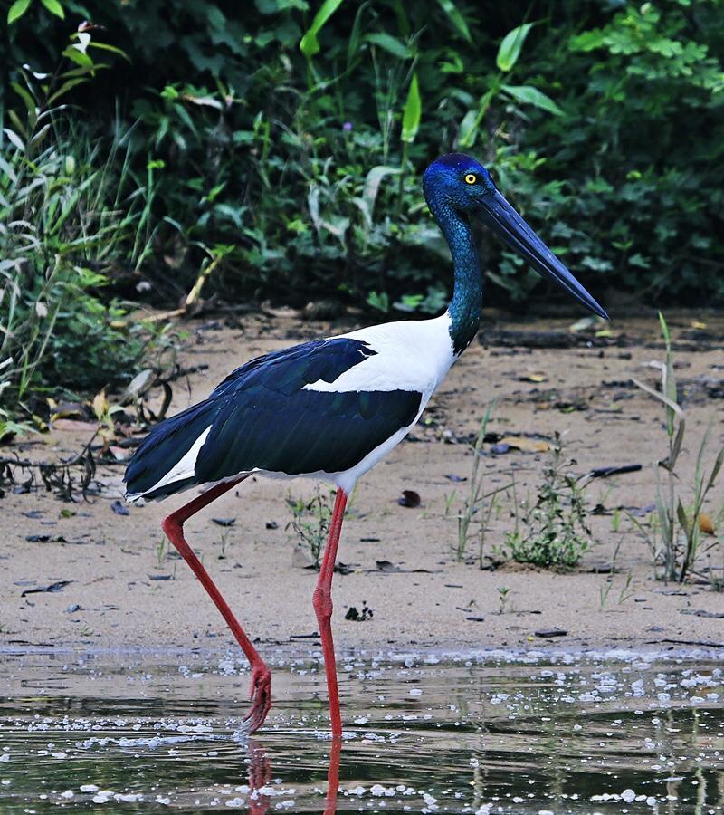 Villa Egrets Rest Daintree Esterno foto