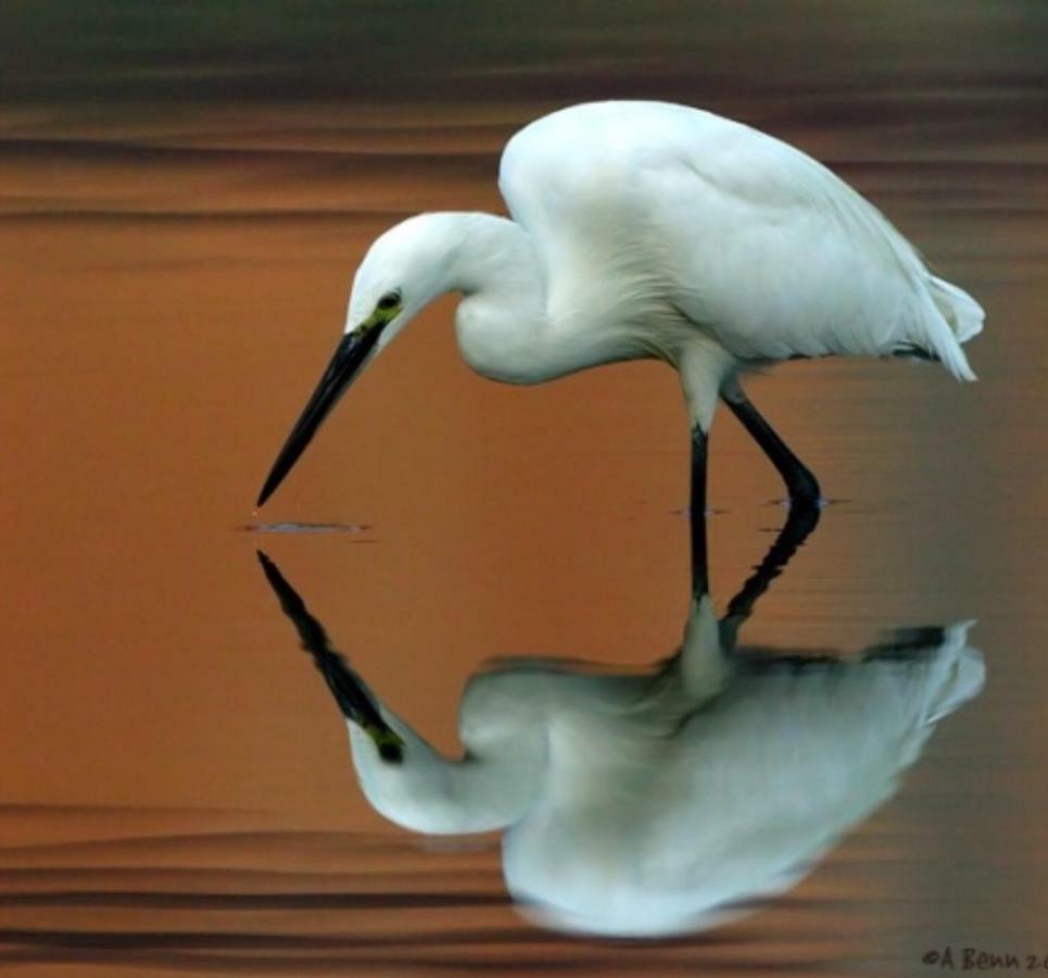 Villa Egrets Rest Daintree Esterno foto