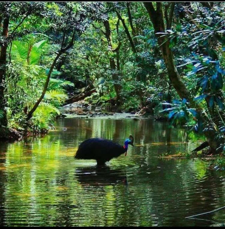 Villa Egrets Rest Daintree Esterno foto