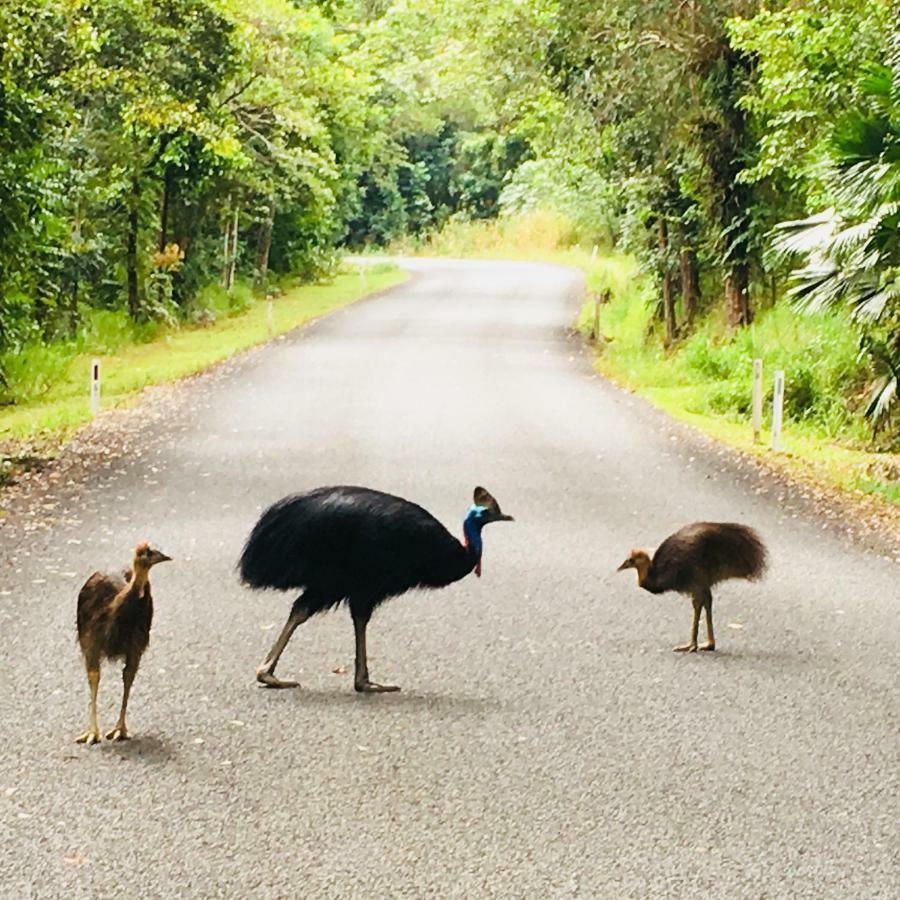 Villa Egrets Rest Daintree Esterno foto
