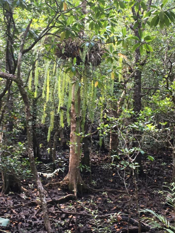 Villa Egrets Rest Daintree Esterno foto