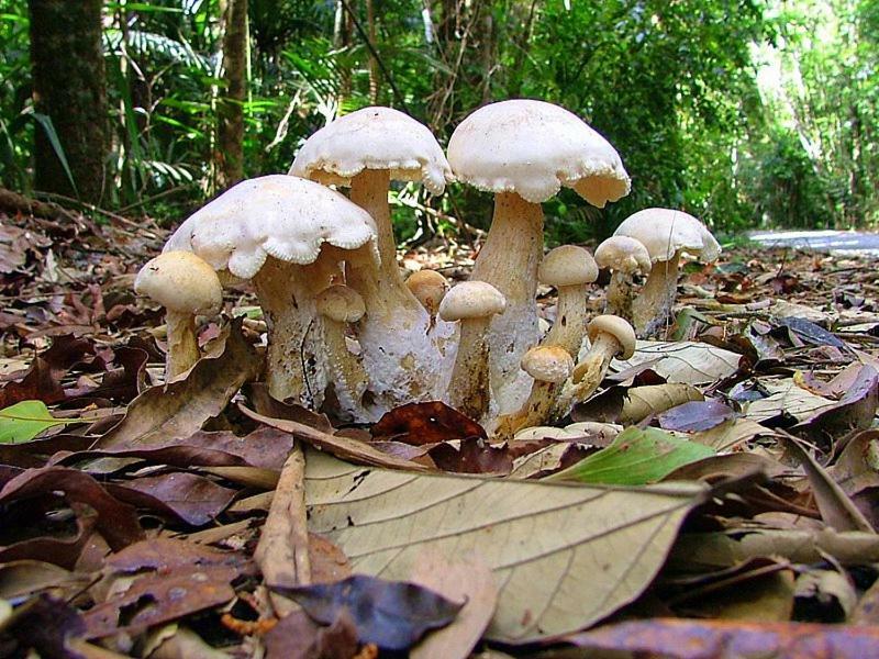 Villa Egrets Rest Daintree Esterno foto